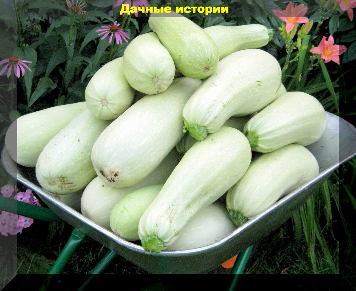 Как бор и йод могут спасти ваши кабачки от гнили и увеличить урожайность