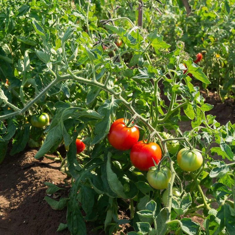 ������ ������ ���������: 9 ���������� ������ ��� ������ �������