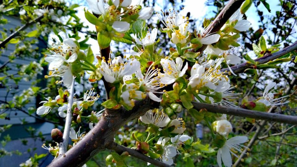 ������ ���� ����� ������, �� �� ����������? ���������� ���� ������� �����