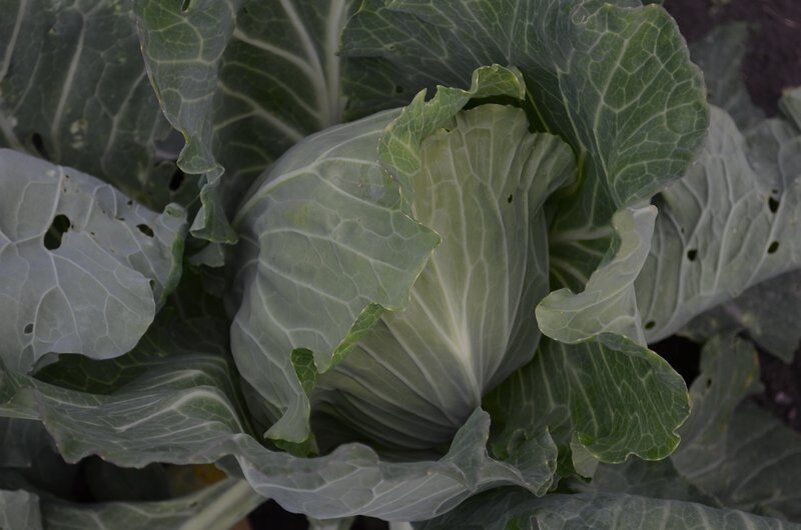 ��� ���������� � ������� � �������: ������ ������