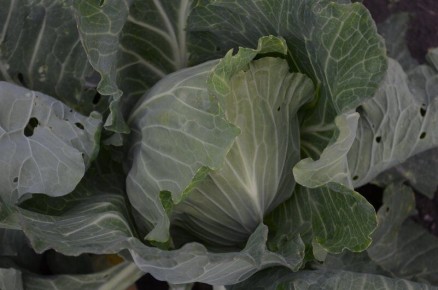 Как заботиться о капусте в августе: важные советы