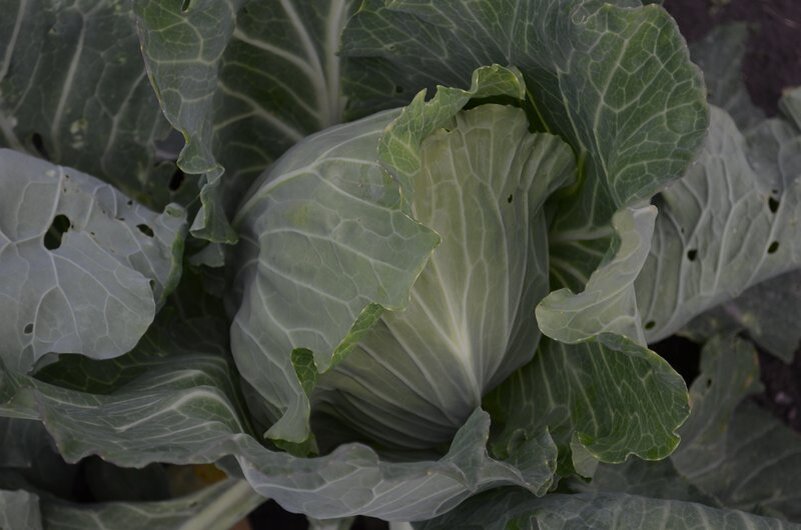 Как заботиться о капусте в августе: важные советы