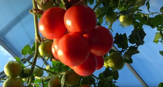 Как подготовить теплицу и почву после сбора перцев и томатов