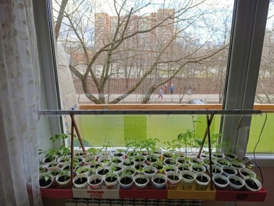 Итоги посева весны: что всходит, а что нет