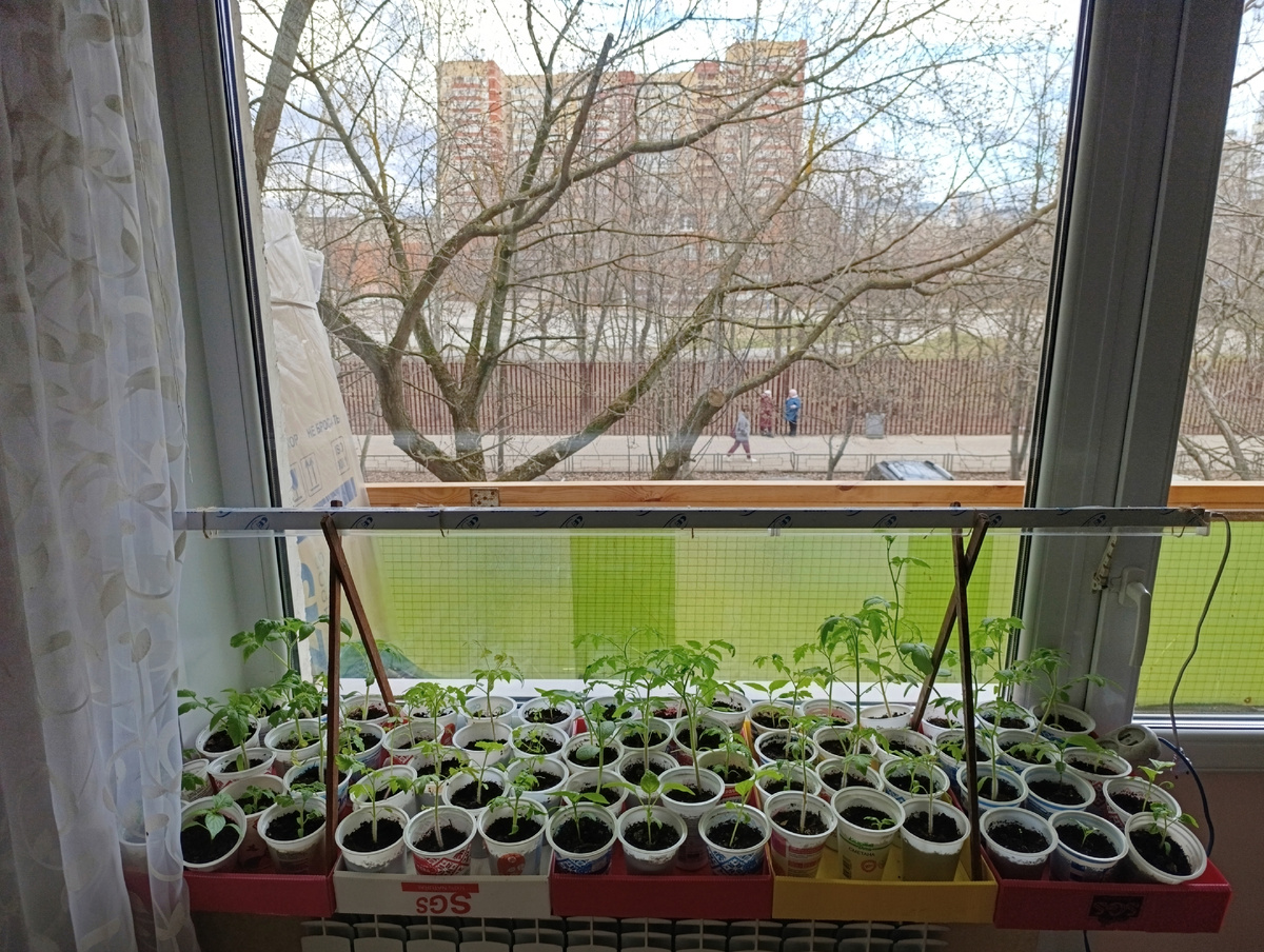 Итоги посева весны: что всходит, а что нет