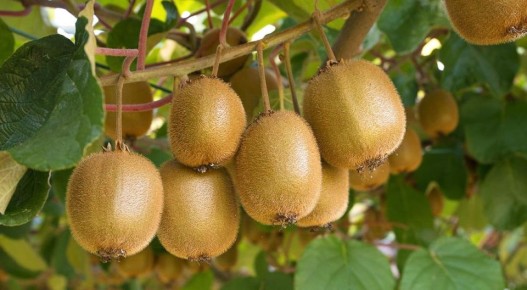 ����: ������������ ����� � ���������� ��������