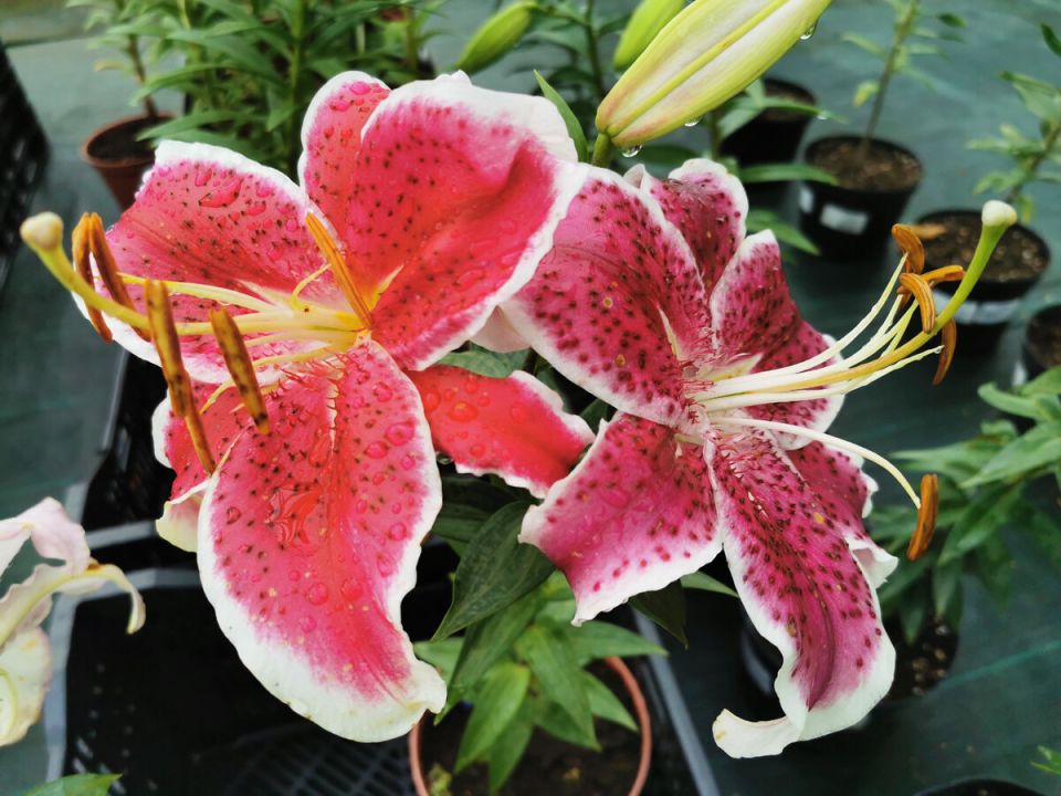 ��� ������� ����� ��� ������ ����: ������������� � ������ �� �������������