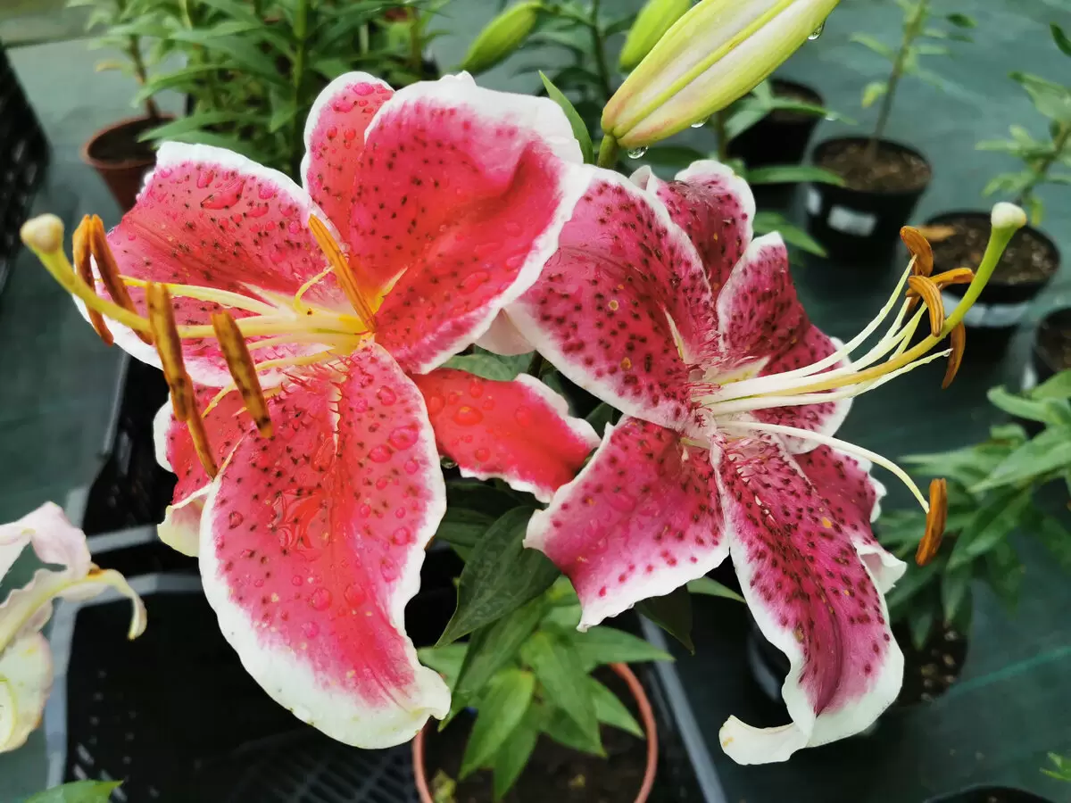 Как выбрать лилии для своего сада: классификация и советы по зимостойкости