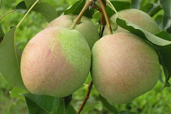 ���������� ����� ���������: ����������� � ������� �����