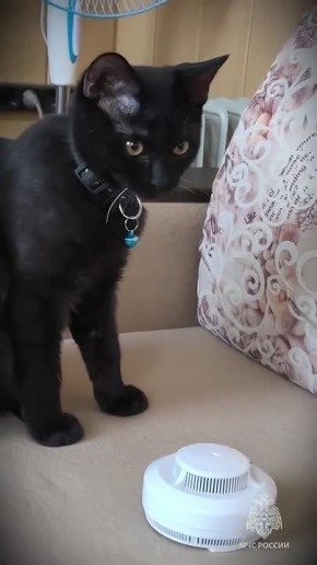 Вы видели, как вымахал спасёныш Уголек?