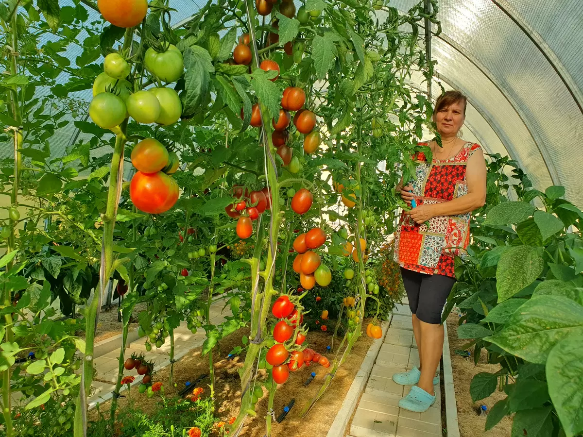 Успейте посеять томаты: хитрости для раннего урожая