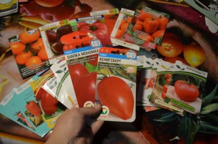 Рейтинг семян томатов: как выбрать лучшие варианты для максимального урожая