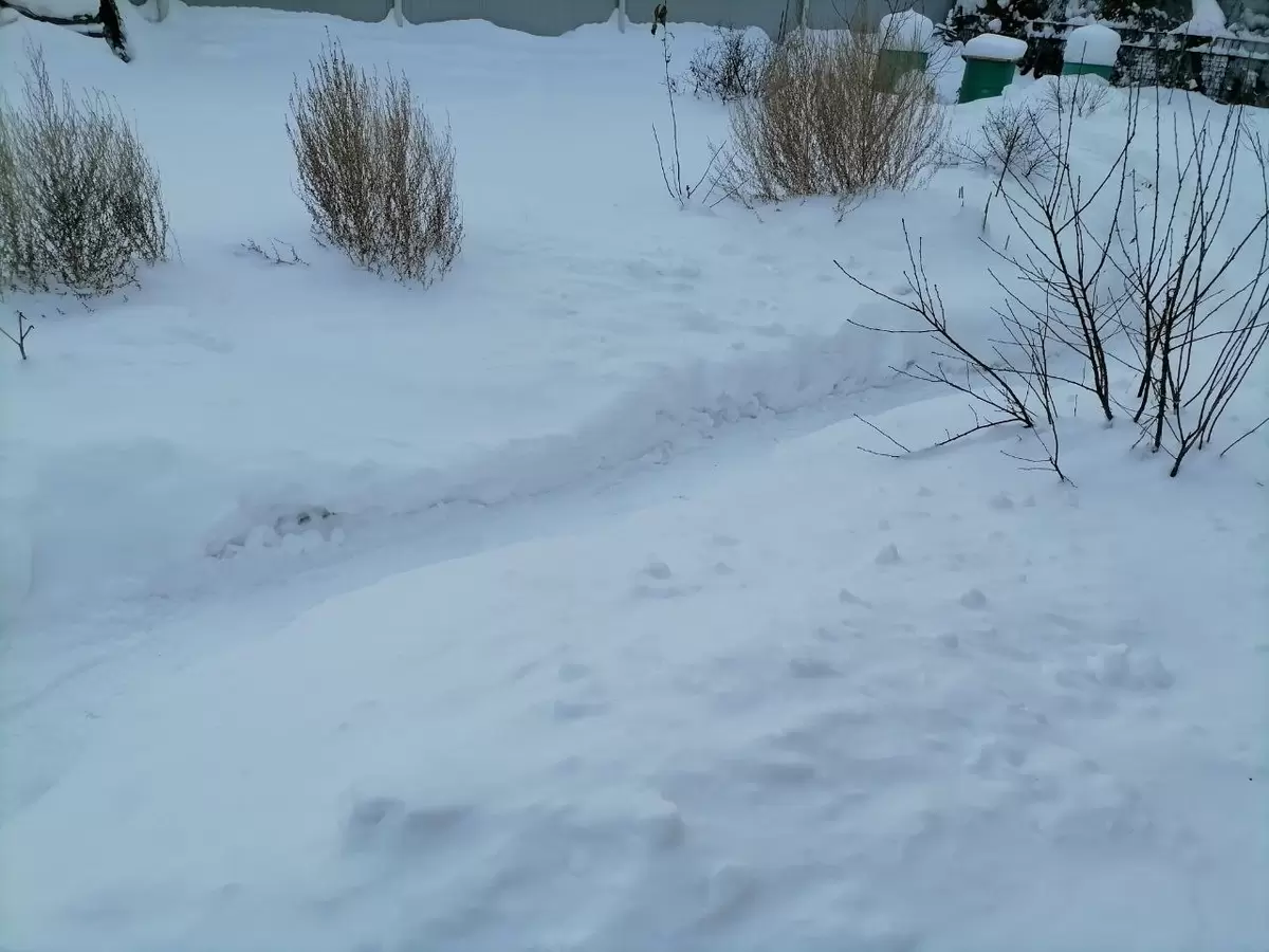 Как подготовиться к садоводческому сезону в январе