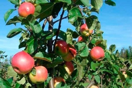 ������ ��������: �����������, ������� � ���� �� �������� ��������