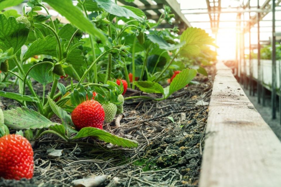 �������� ��� �������: ��� ������ ������ �� ����� � ������