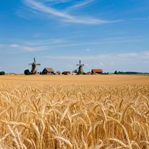 Пшеница нового поколения: как генная инженерия меняет сельское хозяйство