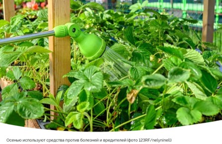 Осень на подходе: как защитить клубнику от болезней и вредителей