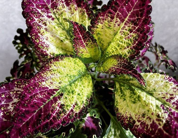 ������ ������: ������� ��� ��� ������ ��������