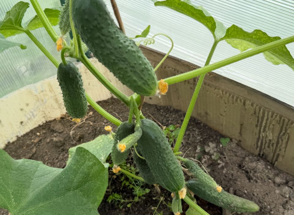 ��� ������� ��������� ������ �������: ������� ������ ��� ��������