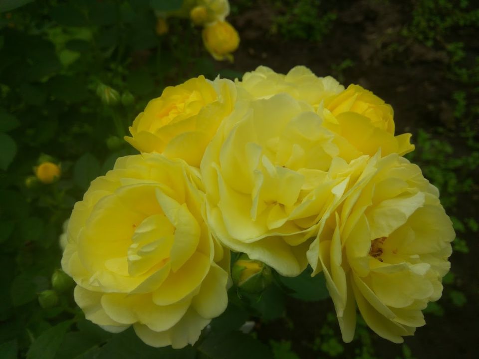 ���� �Golden Border�: ��������� ����� ��� ������ ����