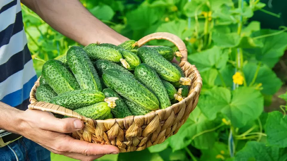 Партенокарпические огурцы: инвестиция в стабильный урожай