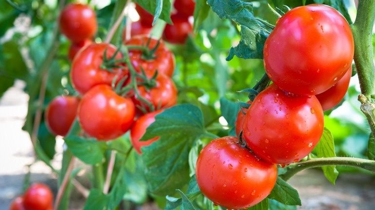 ������� ��������� ���������: ��� �������� ������� � ������� ��������� �������