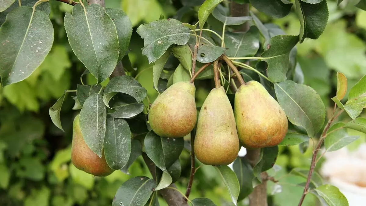 Весенние заботы: как защитить яблони и груши от болезней и вредителей