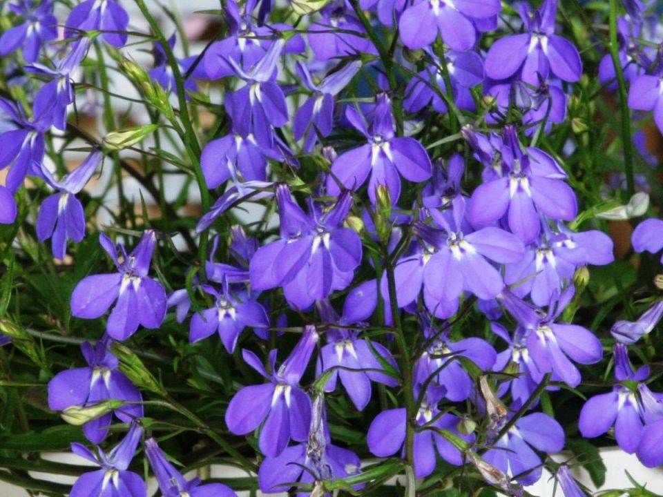 �������: �����������, ������������ ��� ������ �����������