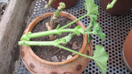 ��� ������������� ������� ���������� ������, ������� ������ ������ �����������