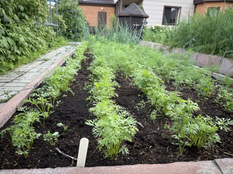 ������� �������� ������ � ���������: �� ������ ������� �� ����������� ����������