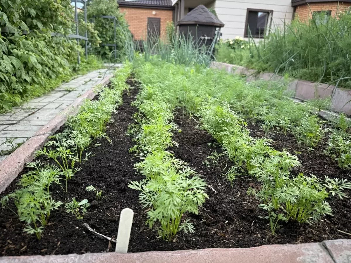 Секреты Успешной Борьбы с Сорняками: От Старых Методов до Современных Технологий