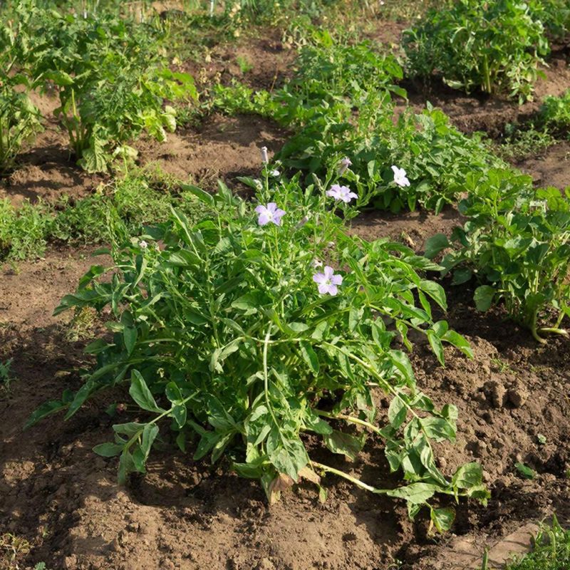 ������ ������� ���������� ������� ����� � ��������: ����������� ������ ��������� ������