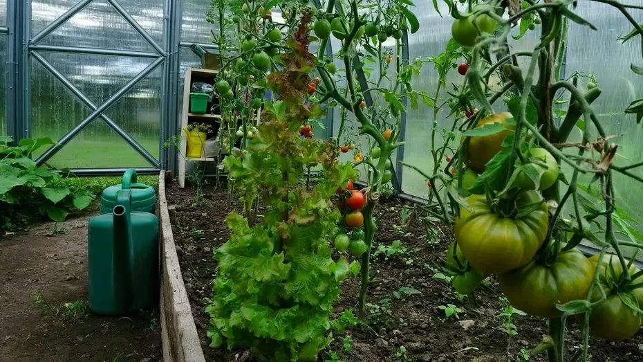 Эффективные способы борьбы с муравьями в теплице: народные и покупные средства