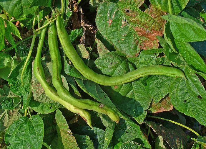 ������� �������� ���������: ��� ����� � ������ ��������� ��� ������