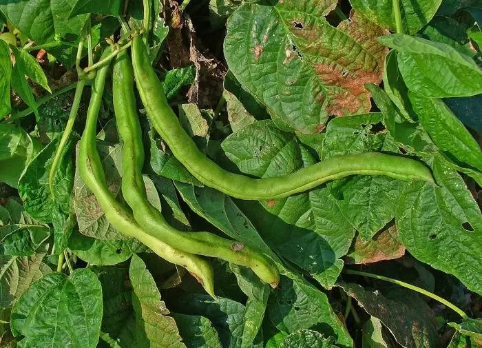 Секреты удачного соседства: как перец и фасоль обогащают ваш огород