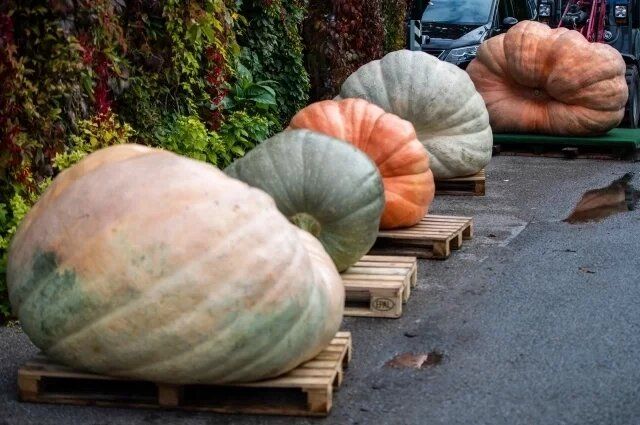 ������� �����: ��� �������� ����������� ����?