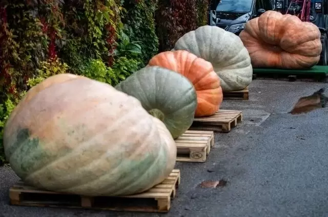 Зеленая тыква: что скрывает непривычный цвет?