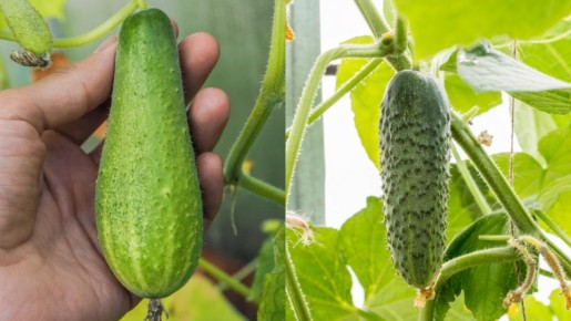 Как переработать переспелые огурцы в хрустящую закуску за считанные минуты