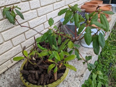 ����� ������� ��� ��������� �������������: �������� ������������ � ������� �����