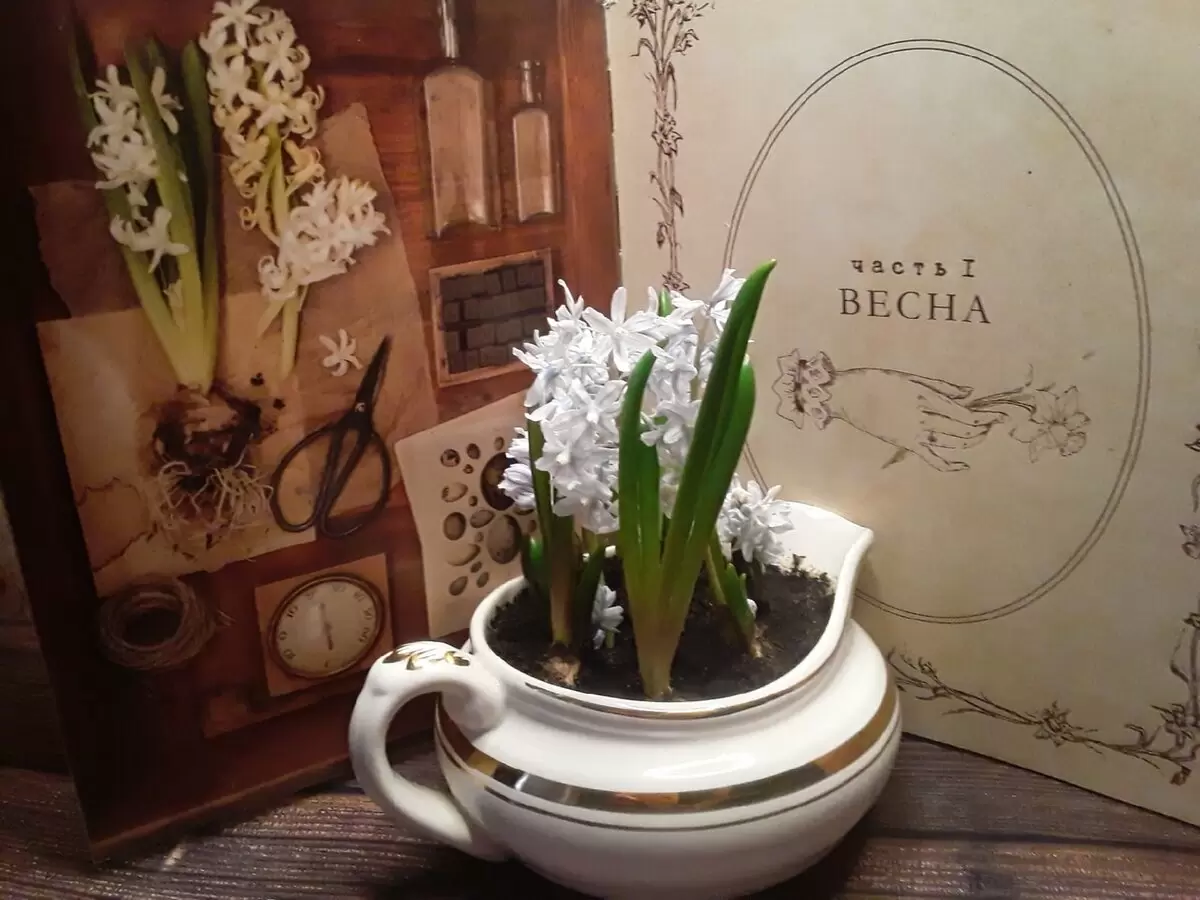 Необычная судьба луковичных первоцветов после зимней выгонки