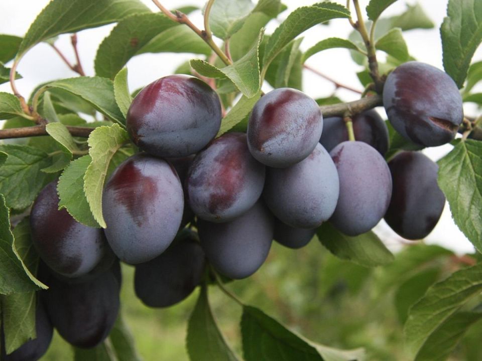 ������������ ������ ���������: ��� ������ � ����� ������� ������