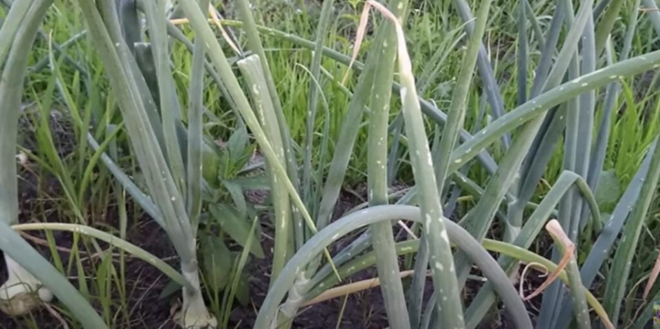 ��� ���������������� ������� ����: ������� � ������������ ������ ������ ����� �������