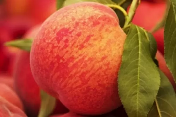 Персик Юлия: секреты успешного урожая даже в суровых климатах