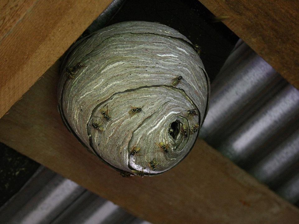 ��� ���� ����� ����� ������ �� �� ����: ������ � ����������