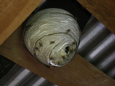 ��� ���� ����� ����� ������ �� �� ����: ������ � ����������