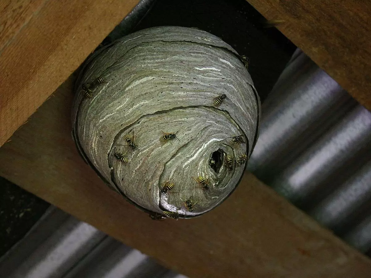 Как один запах может лишить ос их силы: просто и эффективно