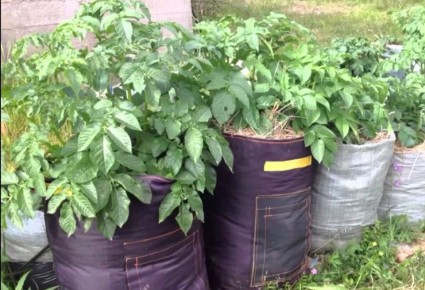 ����������� ��������� � ������ � ������: ����� ����� ��� ����������� �����������?