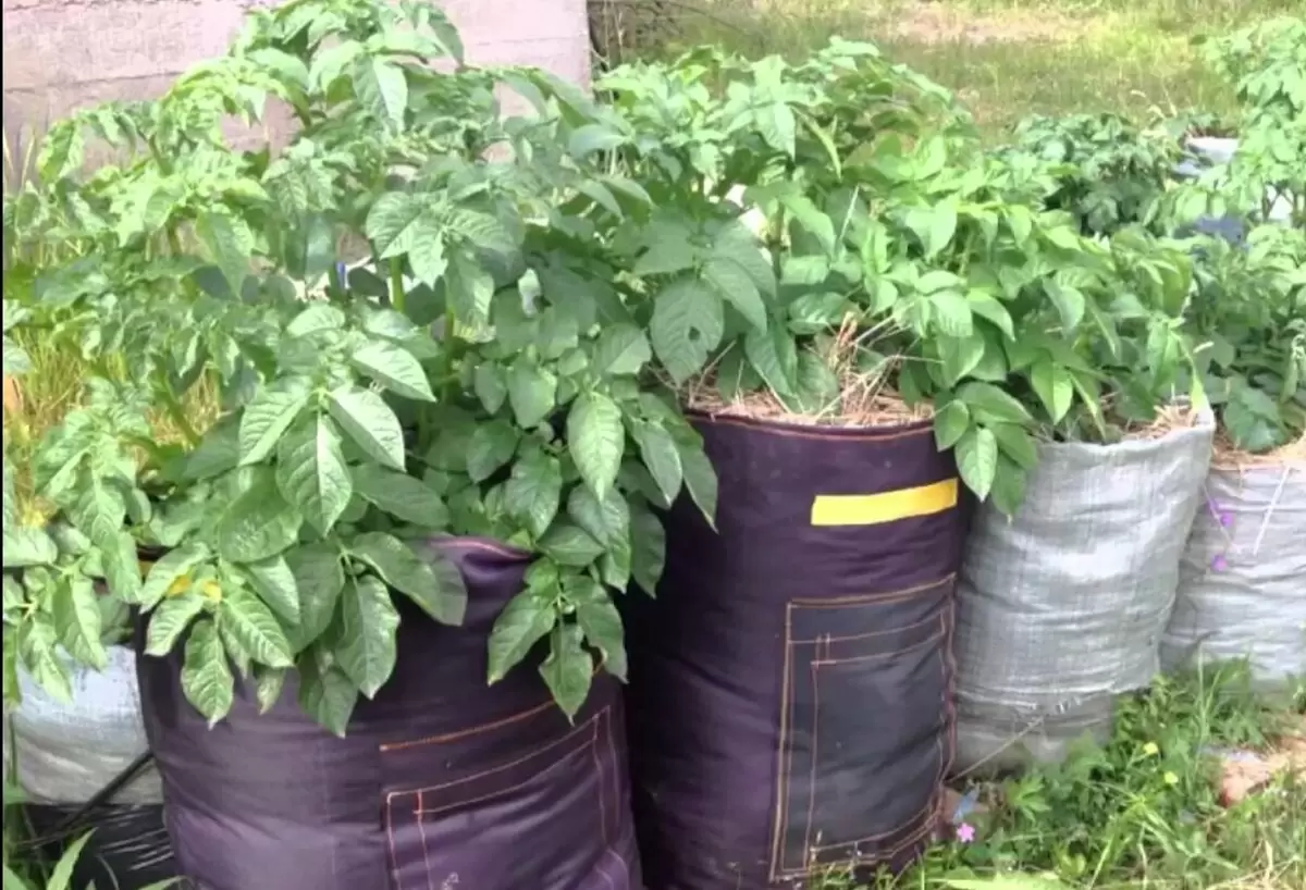 Выращивание картофеля в мешках и ведрах: новый тренд или бесполезный эксперимент?