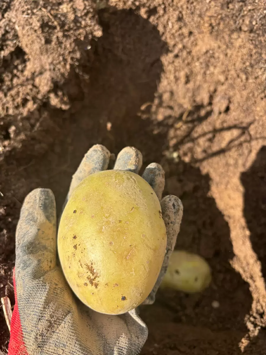 Как легко вырастить картошку: простые советы для каждого садовода