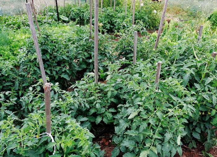 ������� ��������� ������: ��� ��������� ���������� ������